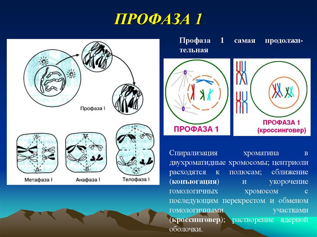 Спирализация двухроматидных хромосом. Профаза 1 хромосомы. Профаза 1 рисунок.