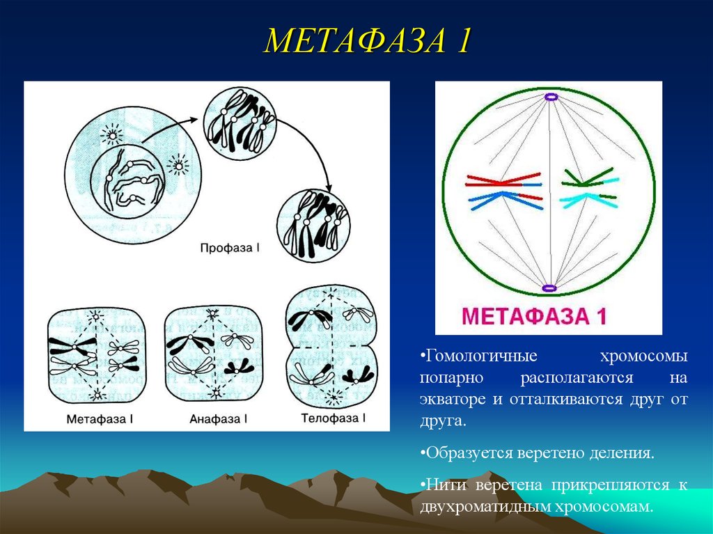 В метафазе первого деления мейоза происходит