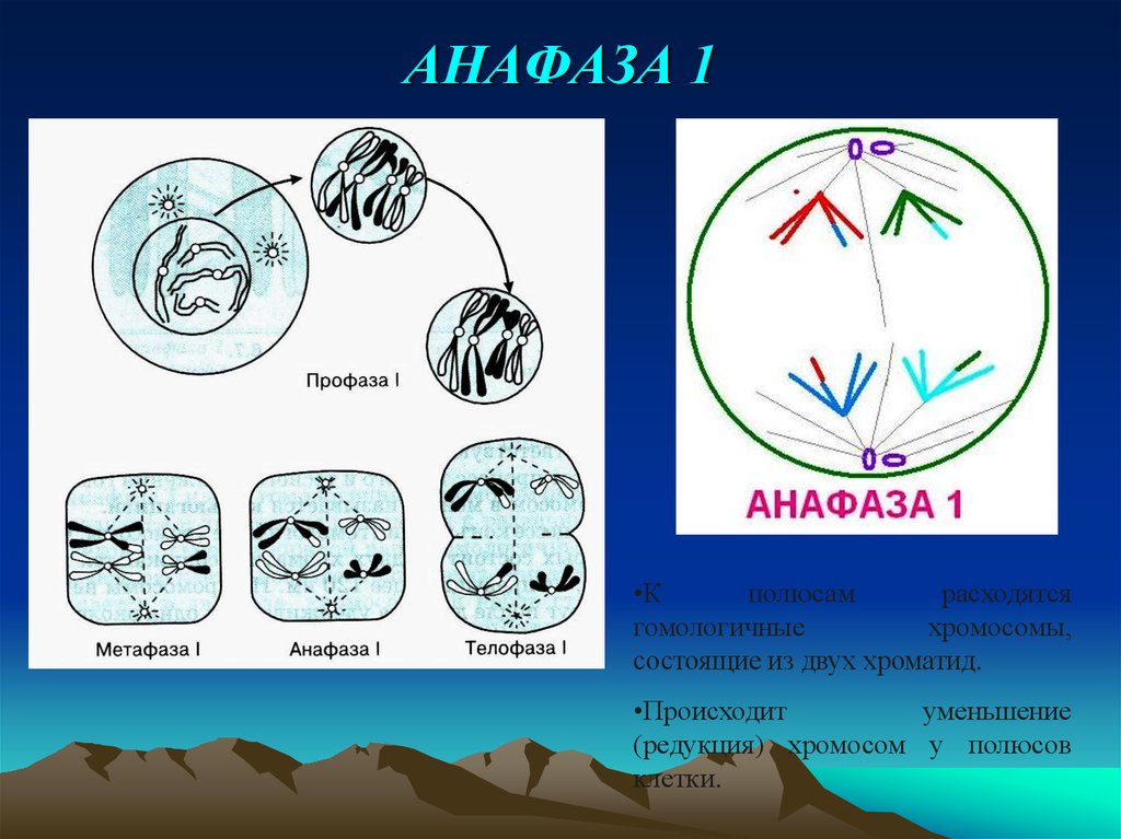 Мейоз анафаза 2 набор хромосом. Анафаза 1. Анафаза мейоза. Анафаза мейоза 1 что происходит с хромосомами. Анафаза 1 рисунок.