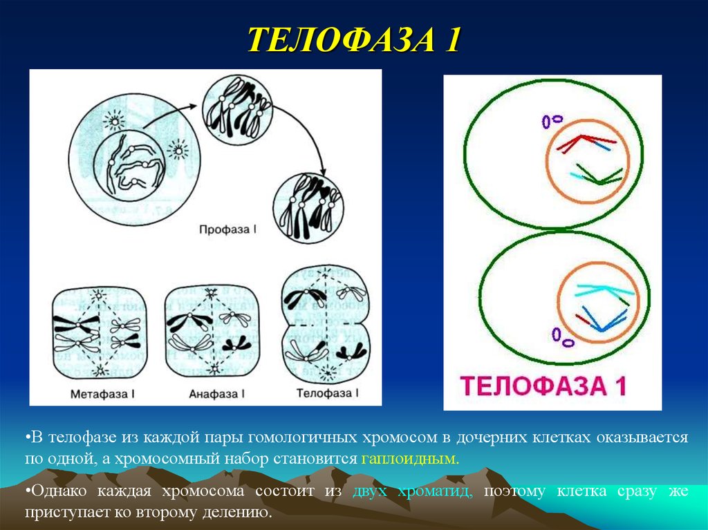 Хромосомные наборы телофазы. Телофаза 2 хромосомный набор. Телофаза 1. Телофаза 2 хромосомы набор. Телофаза набор хромосомный набор.