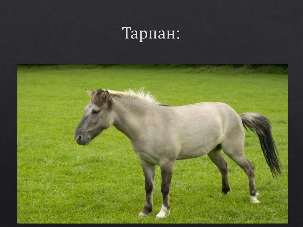Тарпан: