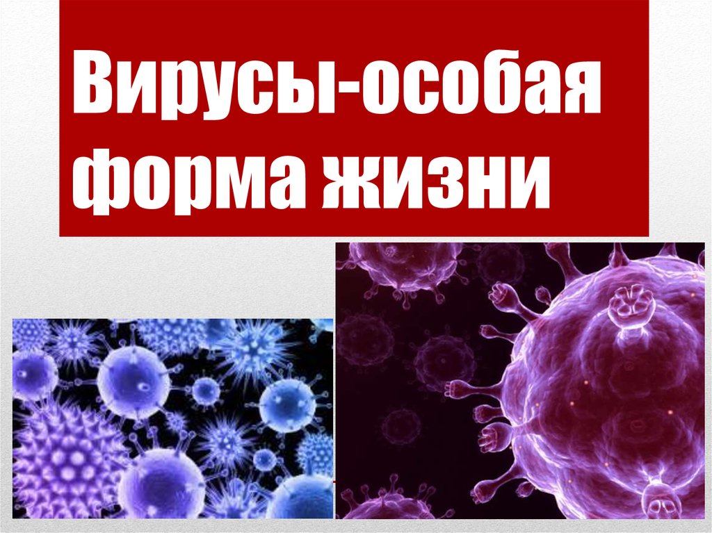 Вирусы-особая форма жизни