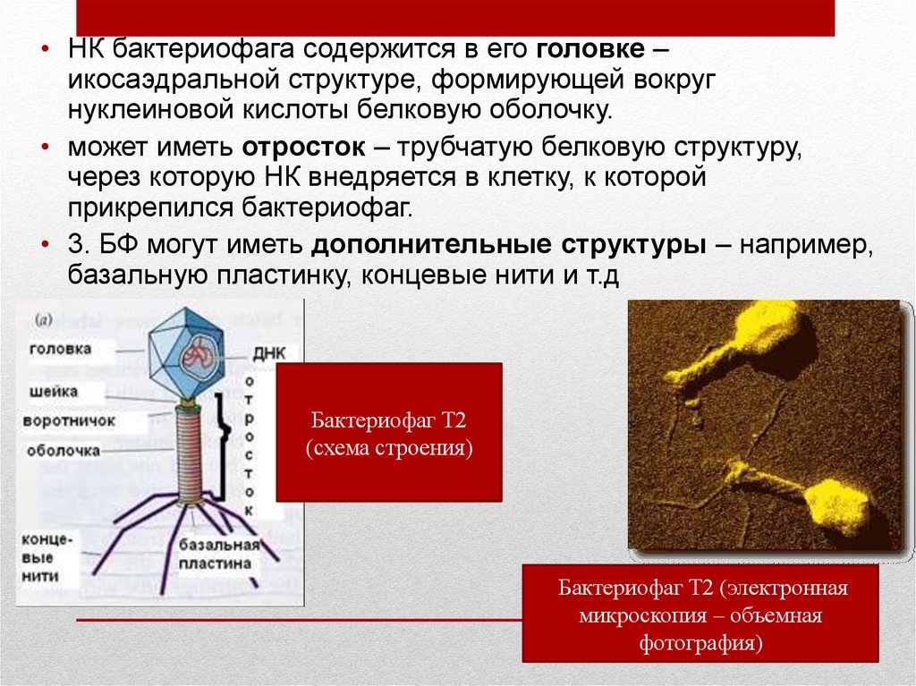 Наследственный аппарат бактериофага. Строение клетки бактериофага. Строение бактериофага микробиология. Что содержит вирус бактериофаг. Вводная трубка бактериофага.
