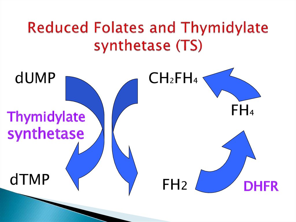 Reduced Folates and Thymidylate synthetase (TS)