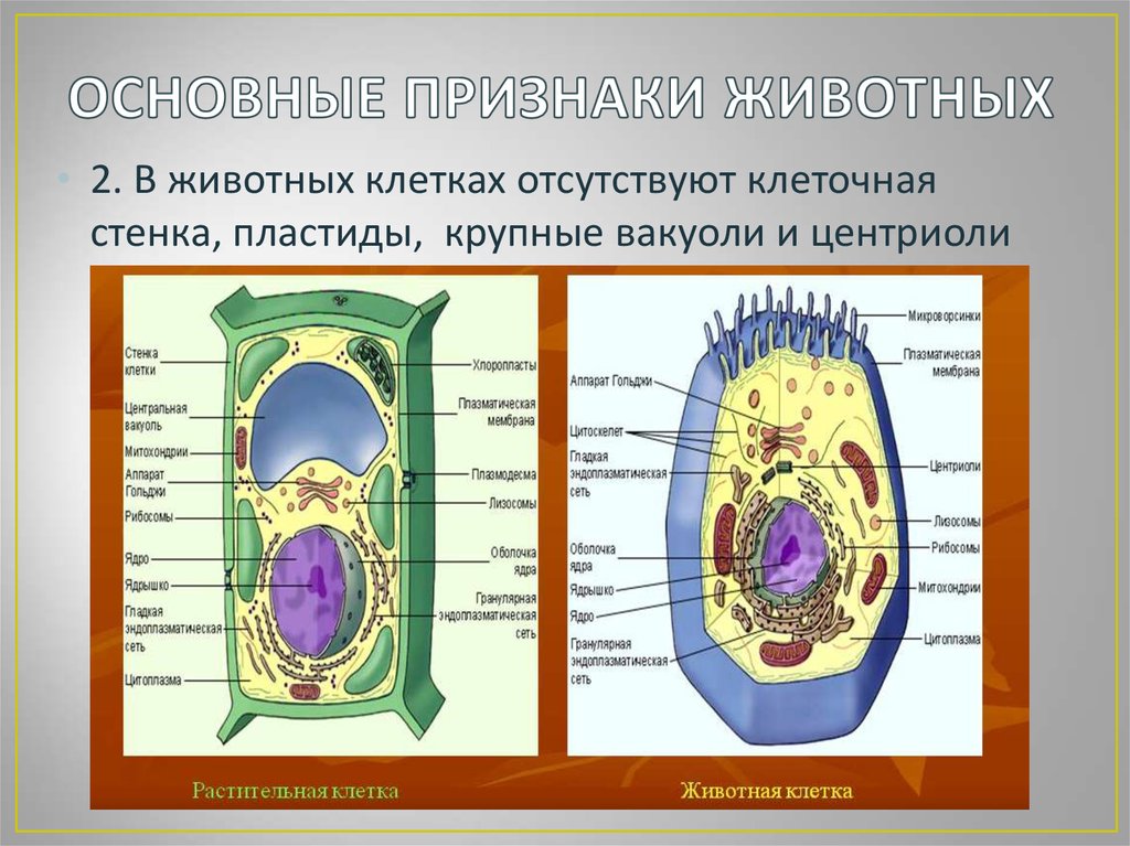 Клетка признаки живого