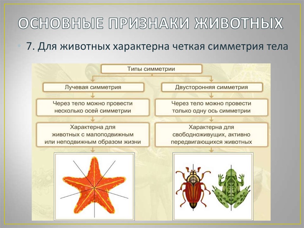 Установите соответствие между характеристиками и беспозвоночными животными изображенными на рисунке