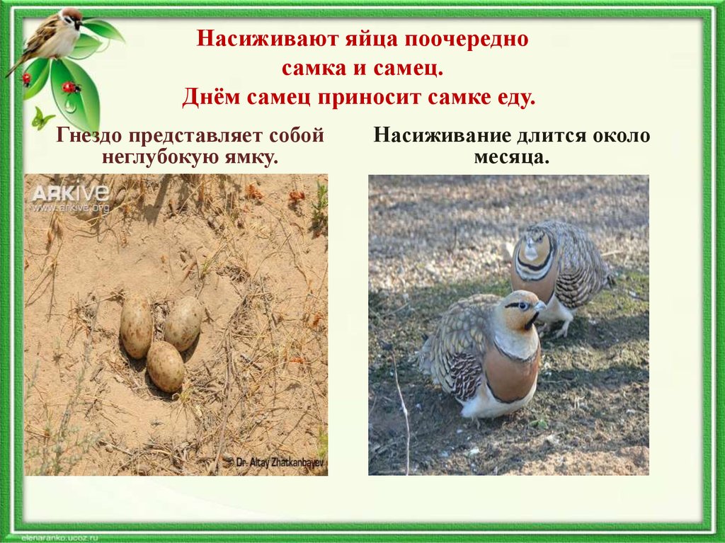 Насиживают яйца поочередно самка и самец. Днём самец приносит самке еду. 