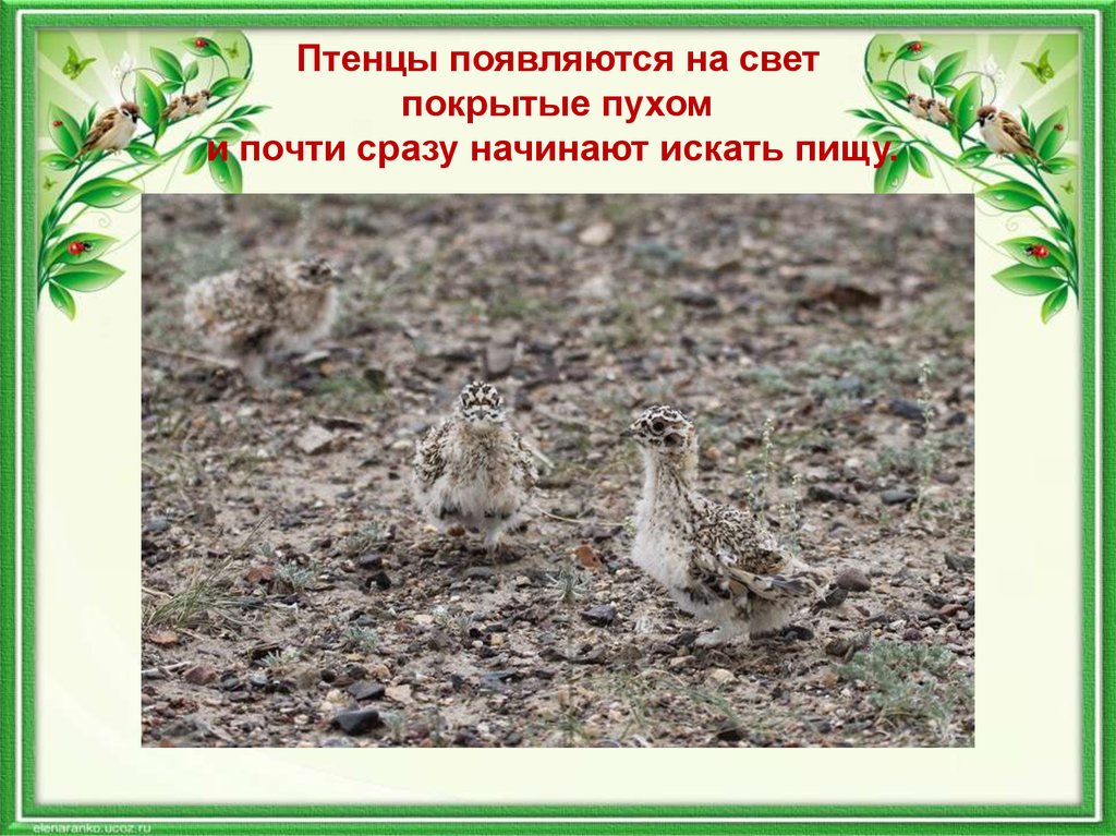 Птенцы появляются на свет покрытые пухом и почти сразу начинают искать пищу. 