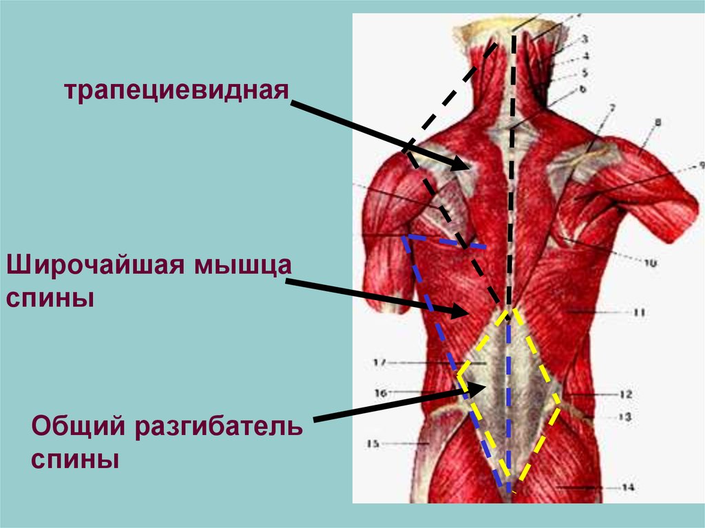 Широчайшая мышца. Мышцы спины. Общий разгибатель спины. Мышцы поясницы. Мышцы разгибатели спины функции.