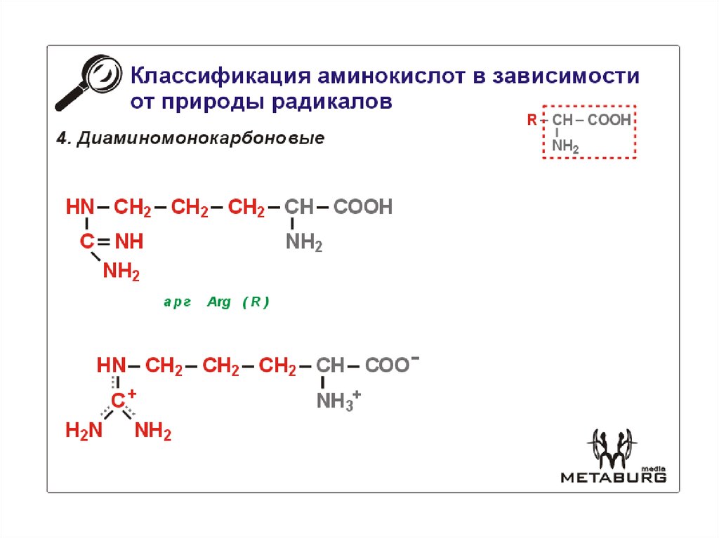 Какие функциональные группы аминокислот. Аминокислоты строение и классификация. Классификация аминокислот по полярности радикалов таблица. Классификация аминокислот гидрофобные гидрофильные. Классификация радикалов аминокислот.