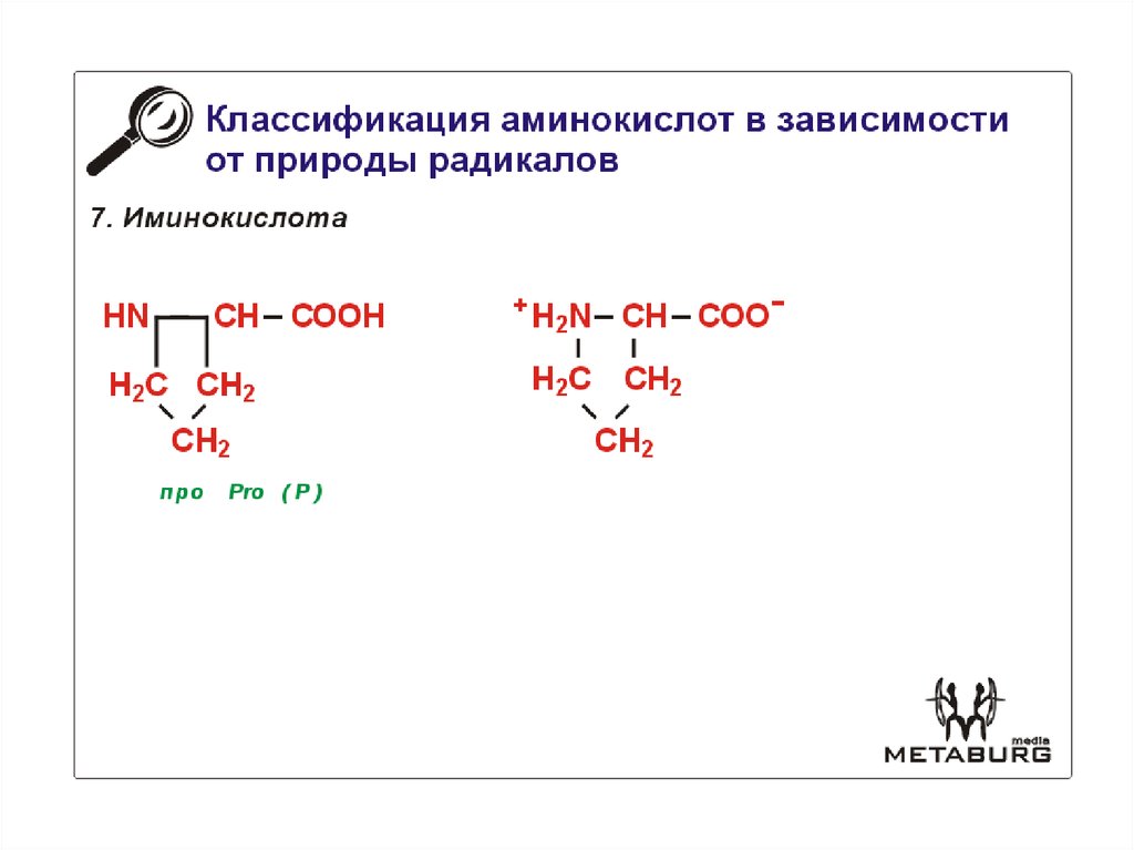 Состав радикалов аминокислот. Классификация Альфа аминокислот по строению радикала. Классификация аминокислот по характеру углеводородного радикала. Классификация аминокислот по химическому строению радикалов. Классификация радикалов аминокислот.