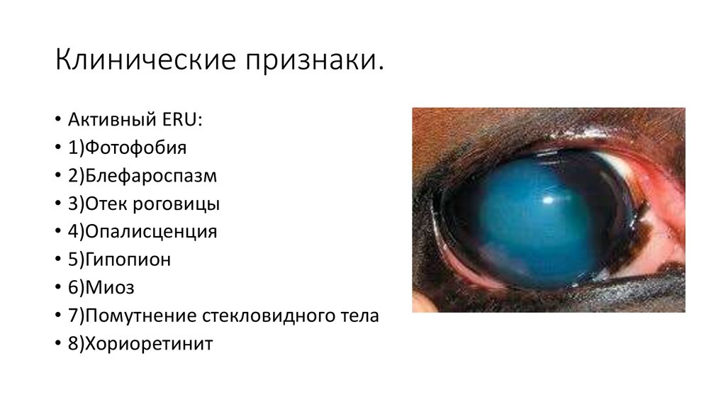 Клинические признаки.