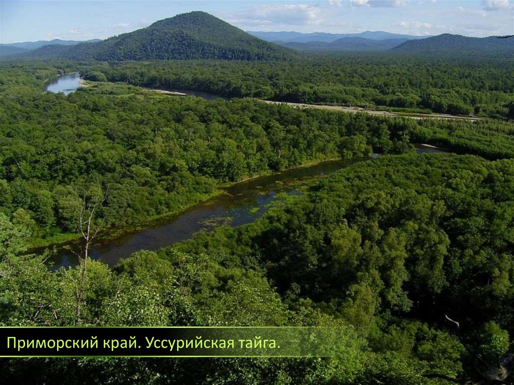 Найди приморский край. Уссурийская Тайга река Уссури. Приморский край Уссурийская Тайга. Леса Приморского края Уссурийская Тайга. Река река Бикин Приморский край.