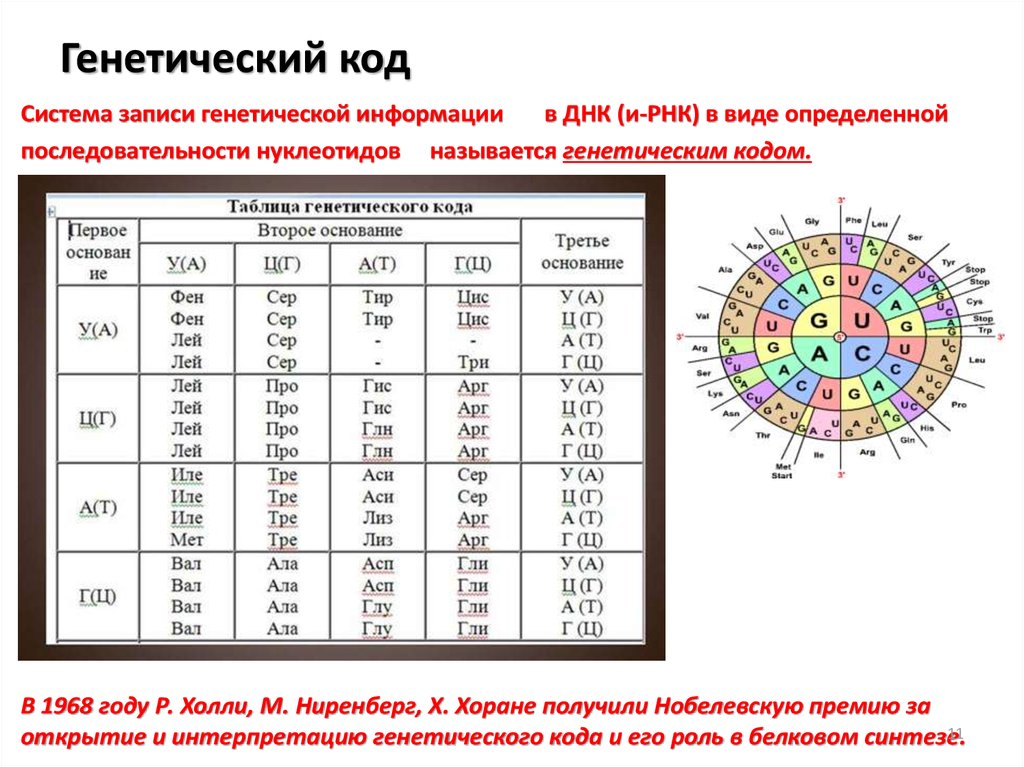 Какой генетический код. Таблица кодировки аминокислот нуклеотидами ДНК. ДНК расшифровка генетического кода. Таблица триплетов генетического кода и РНК. Генетический код ИРНК таблица расшифровка.