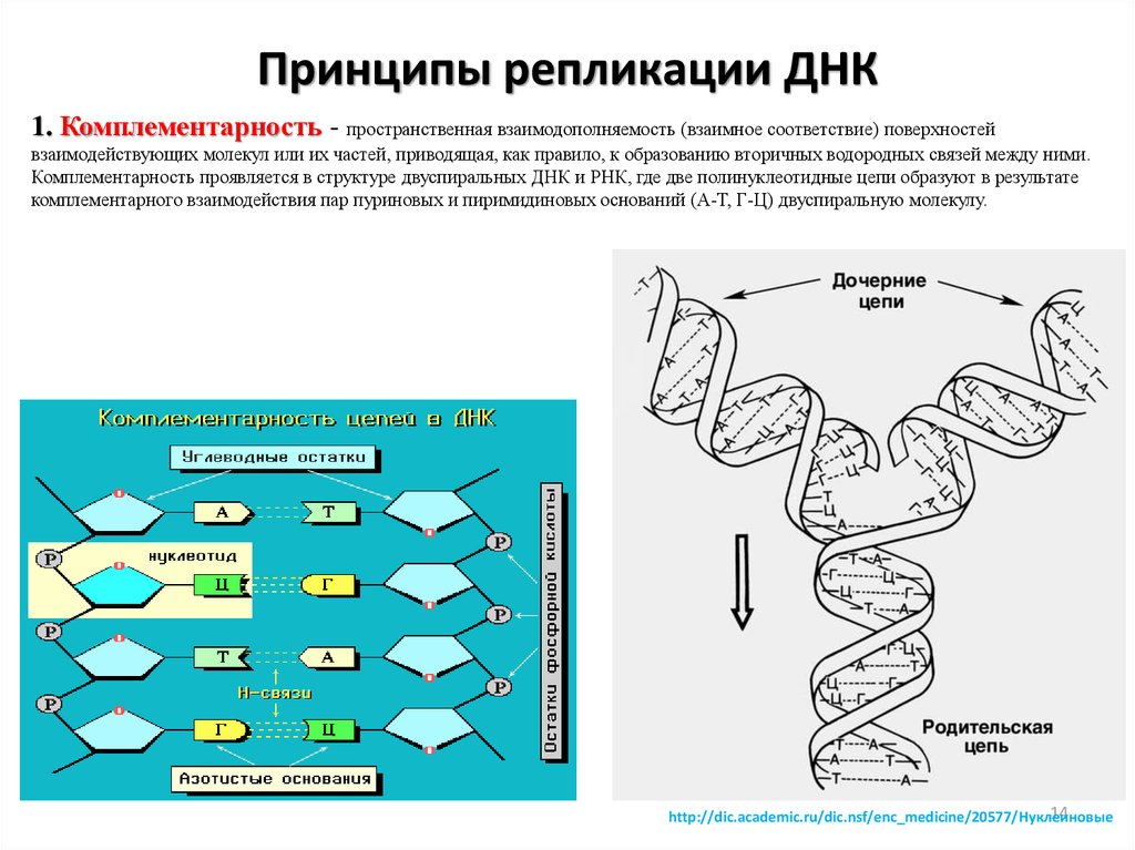 Процесс разрезания молекулы днк. Схема репликации молекулы ДНК. Репликация ДНК Цепочки. Принципы репликации ДНК комплементарность. Принципы репликации ДНК биология 10 класс.