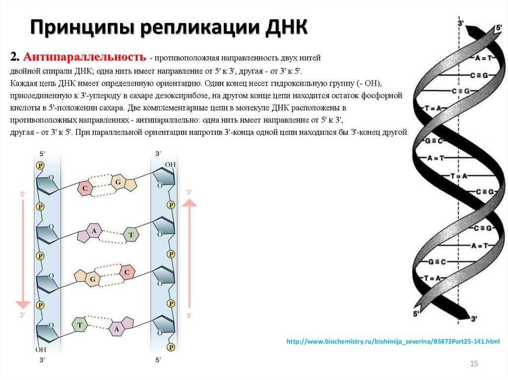Другое название днк. Репликация принципы репликации ДНК. Принципы репликации ДНК антипараллельность. Схема репликации молекулы ДНК по биологии. Строение ДНК антипараллельность.