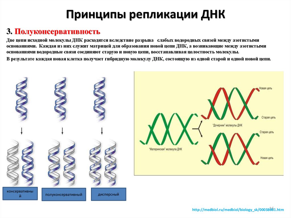Удваивается молекула днк. Схема репликации молекулы ДНК. Репликация принципы репликации ДНК. Принципы репликации молекулы ДНК. Основные принципы репликации ДНК.