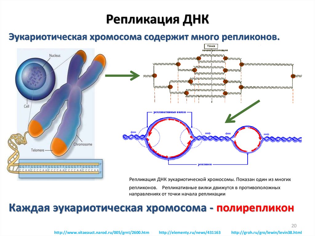 Процесс разрезания молекулы днк. Типы репликация ДНК эукариот. Репликация структура клетки. Механизм репликации дезоксирибонуклеиновой кислоты. Схема репликации ДНК.
