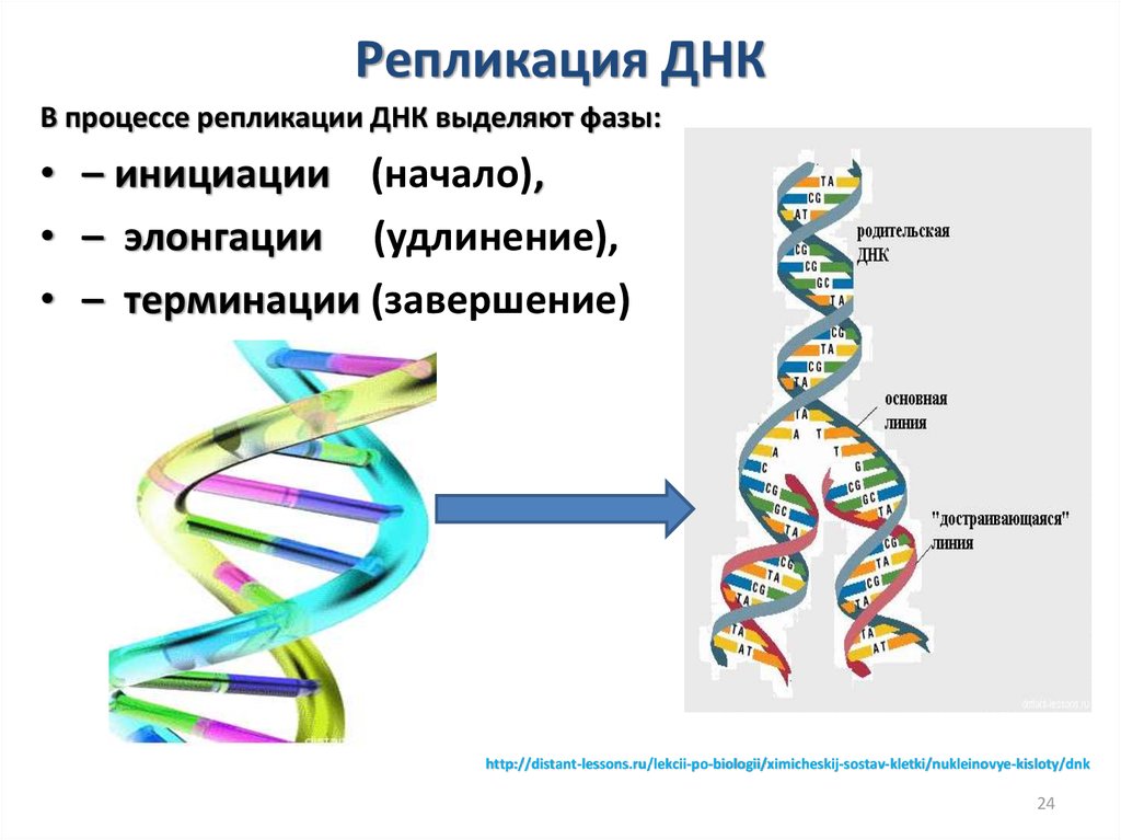 Происходит синтез нуклеиновой кислоты. Репликация удвоение ДНК. Механизм репликации дезоксирибонуклеиновой кислоты. Стадии репликации ДНК инициация. Этапы репликации молекулы ДНК.