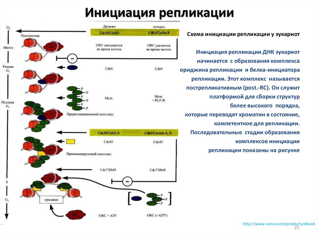 Репликация у эукариот происходит. Схема репликации эукариот. Точки репликации у эукариот. Инициация репликации у эукариот. Схема инициации репликации.