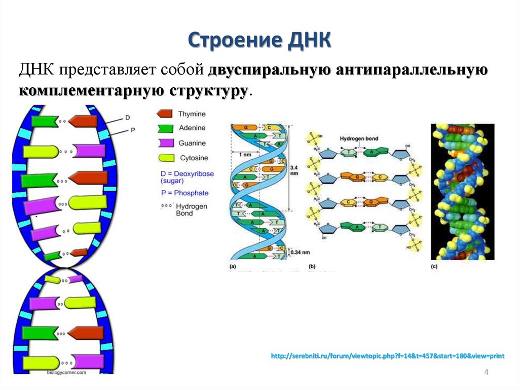 Одно из составляющих днк. Строение ДНК молекулярная биология. Схема строения молекулы ДНК. Структура молекулы ДНК схема. Схема структуры ДНК.