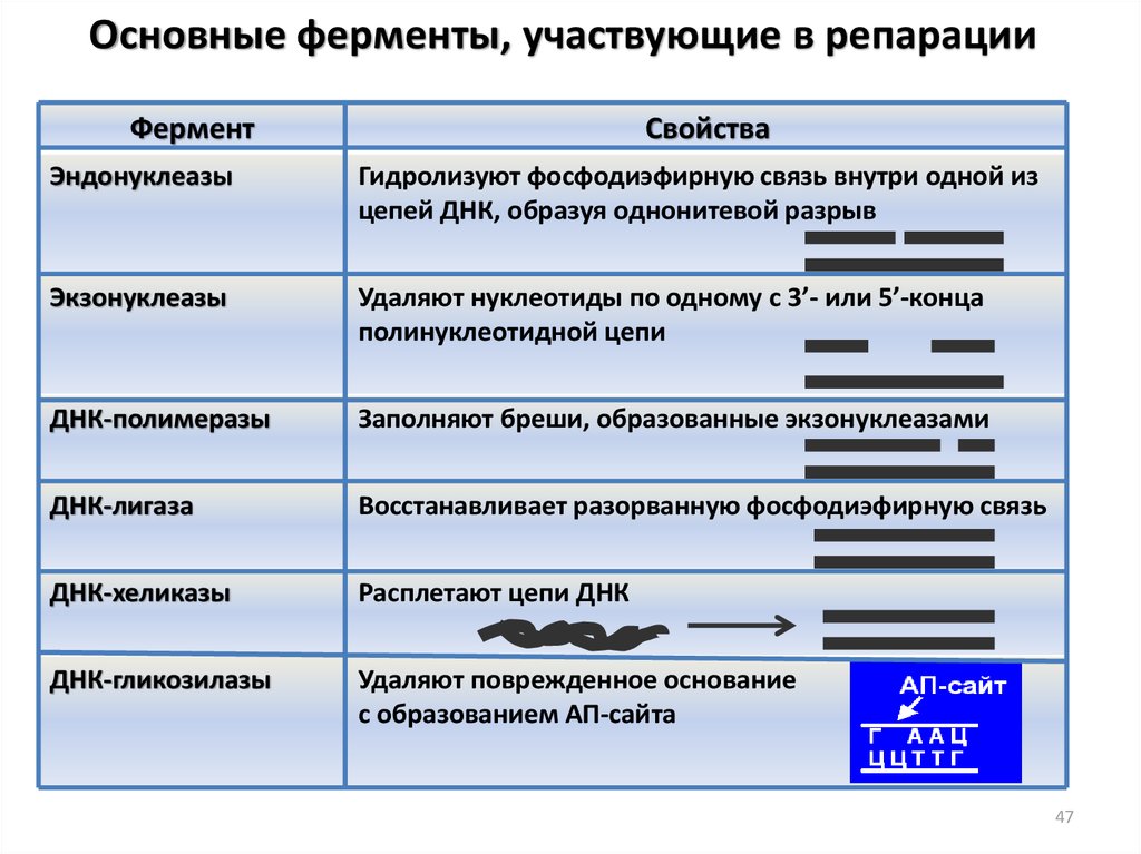 Фермент участвует в процессе. В репарации ДНК участвуют ферменты:. Ферменты участвующие в репарации. Основные этапы репарации. Репарация характеристика процесса.