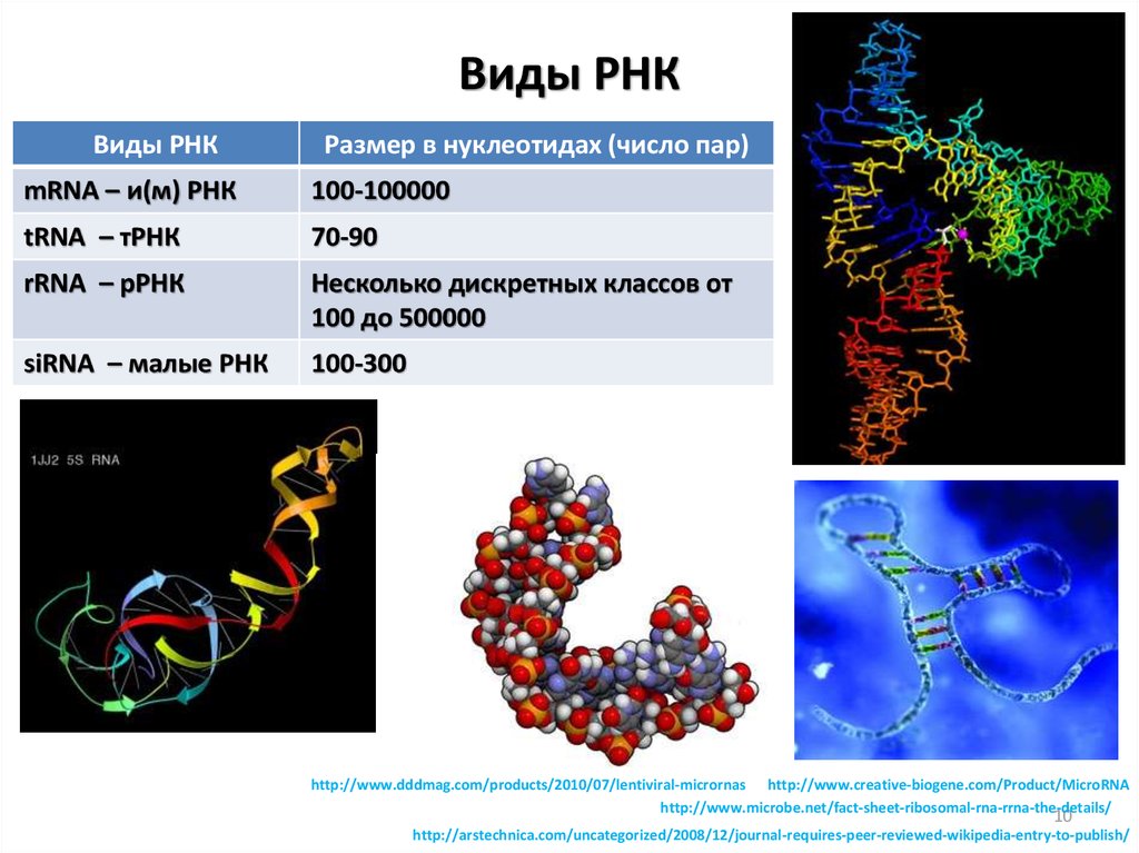4 виды рнк. РНК ИРНК, РРНК. Строение молекулы РРНК. Строение РНК И ее типы. Структура молекулы РРНК.