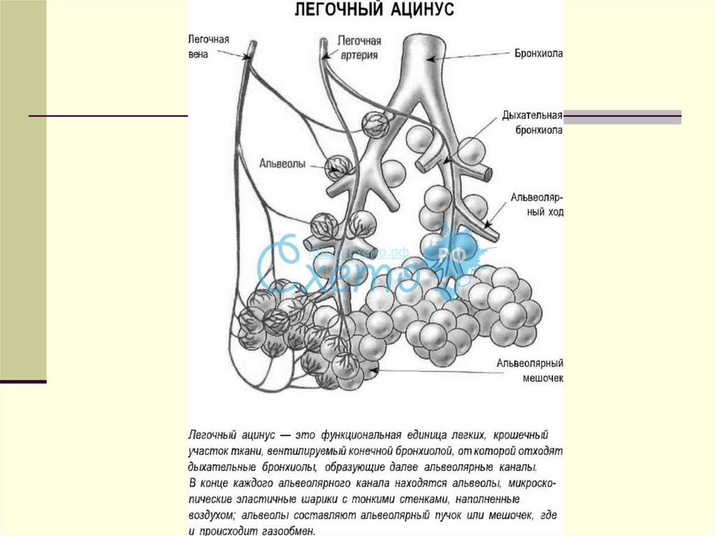 Ацинус