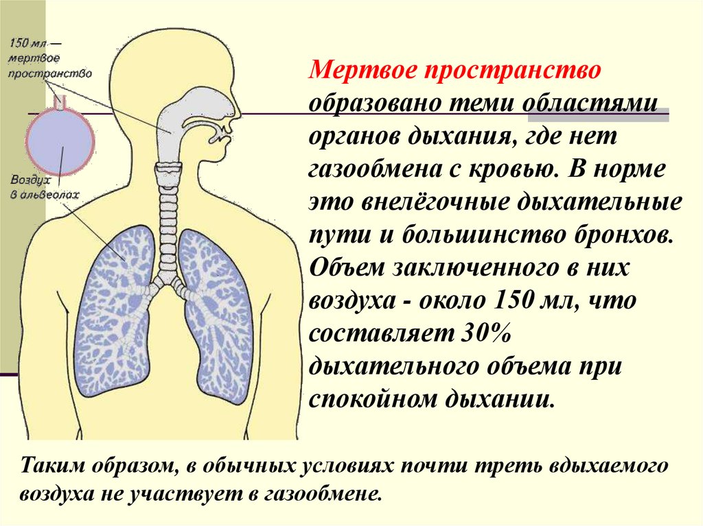 В процессе дыхания участвуют. Характеристика дыхательной системы. Афо дыхательной системы. Процесс дыхания дыхательный цикл дыхательные объемы. Характеристика дыхательного цикла.