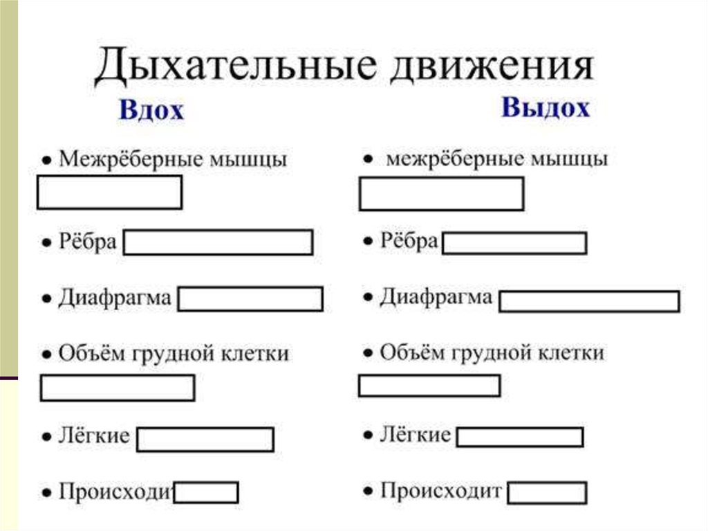 Словесная схема механизма дыхания