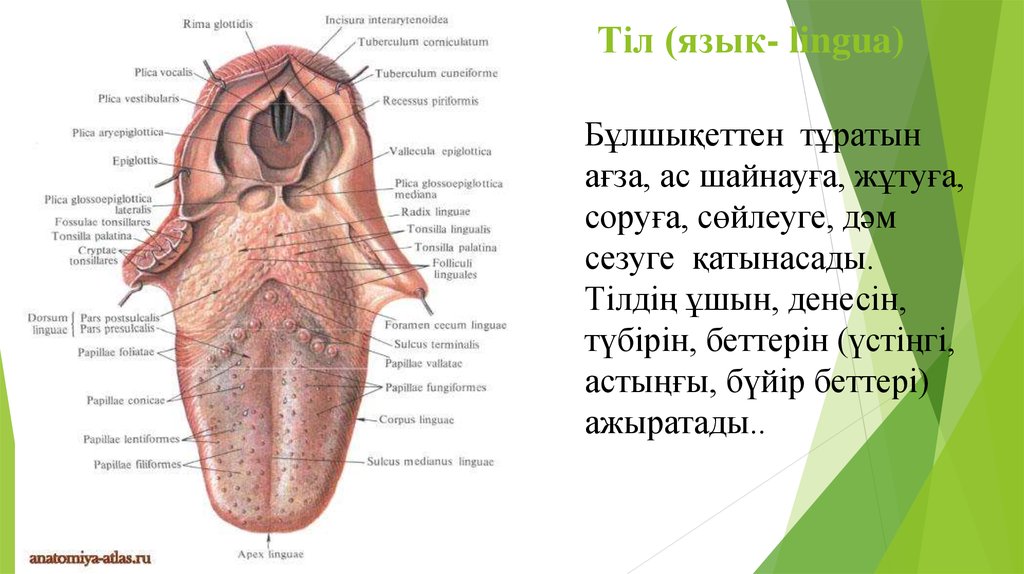 Язык картинка анатомия. Язык анатомия строение. Строение языка обозначения. Характеристика языка анатомия.