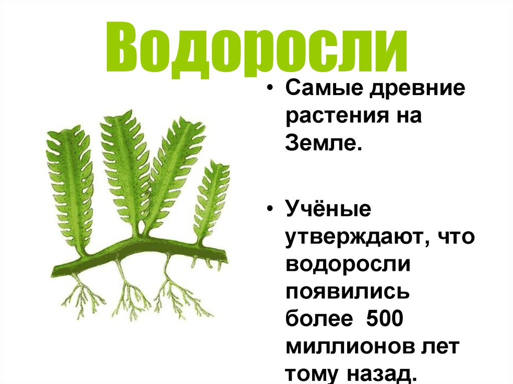 Какие древние растения. Чем водоросли крепятся к грунту.