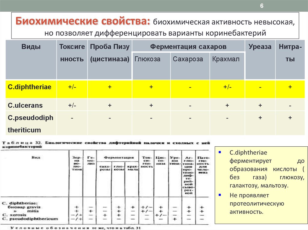 Биохимическую активность. Corynebacterium diphtheriae биохимические свойства. Биохимическая активность коринебактерий. Биохимическая идентификация дифтерии. Биохимические свойства коринебактерий.