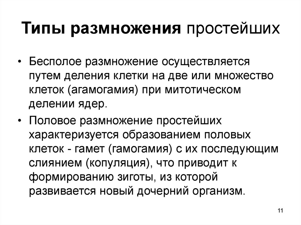 Бесполый способ размножения простейших