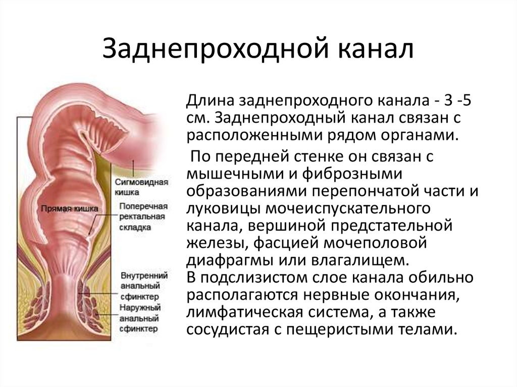 Выпад прямой кишки фото у женщин