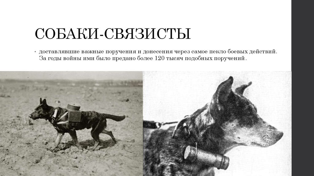 Собаки связисты на войне фото
