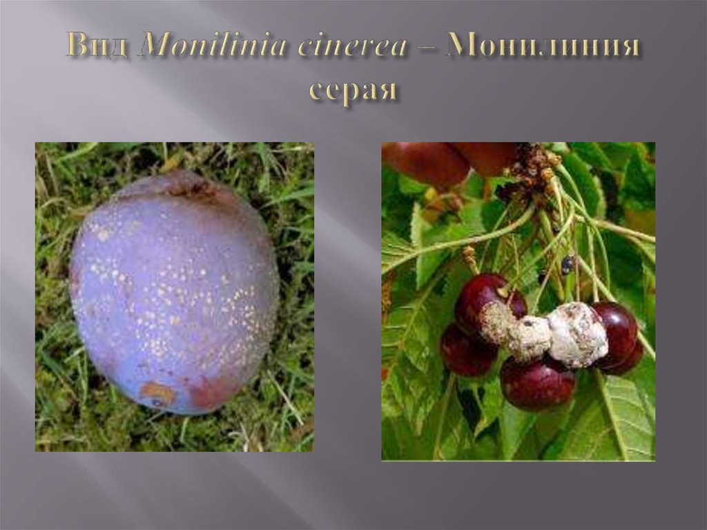 Вид Monilinia cinerea – Монилиния серая