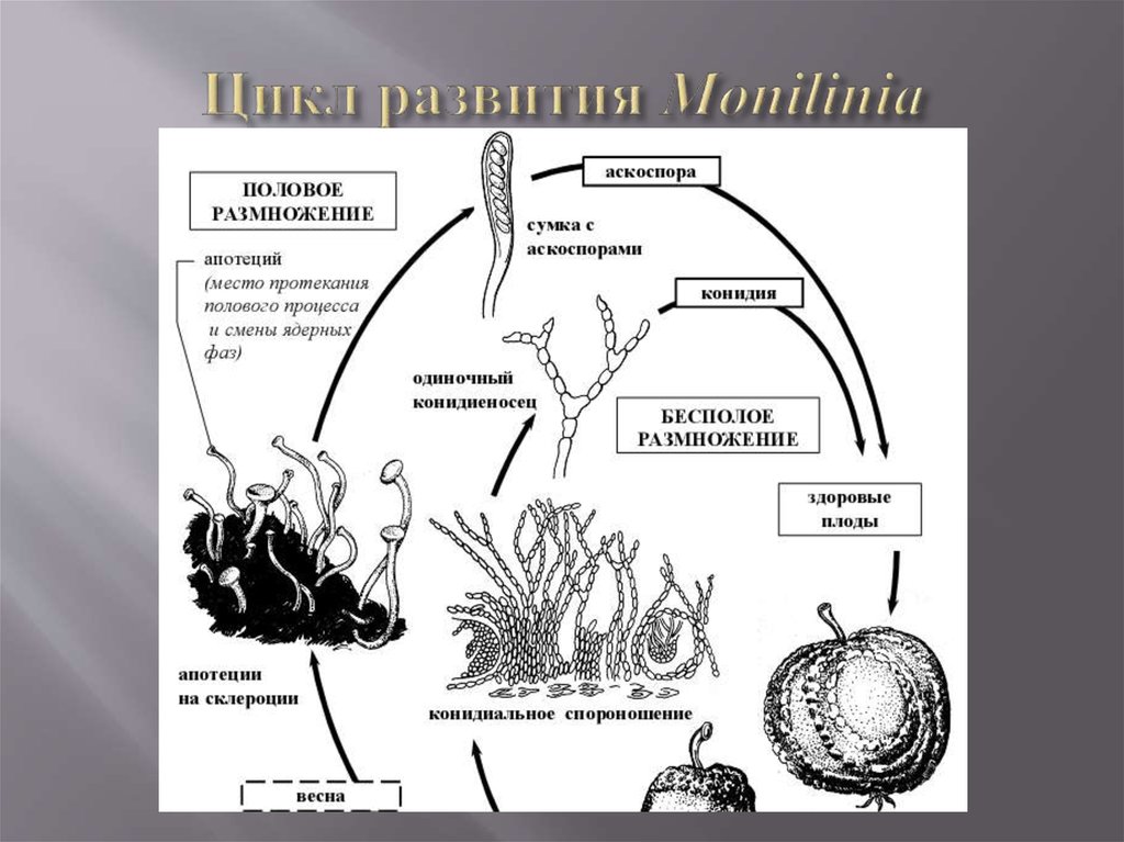 Цикл развития Monilinia