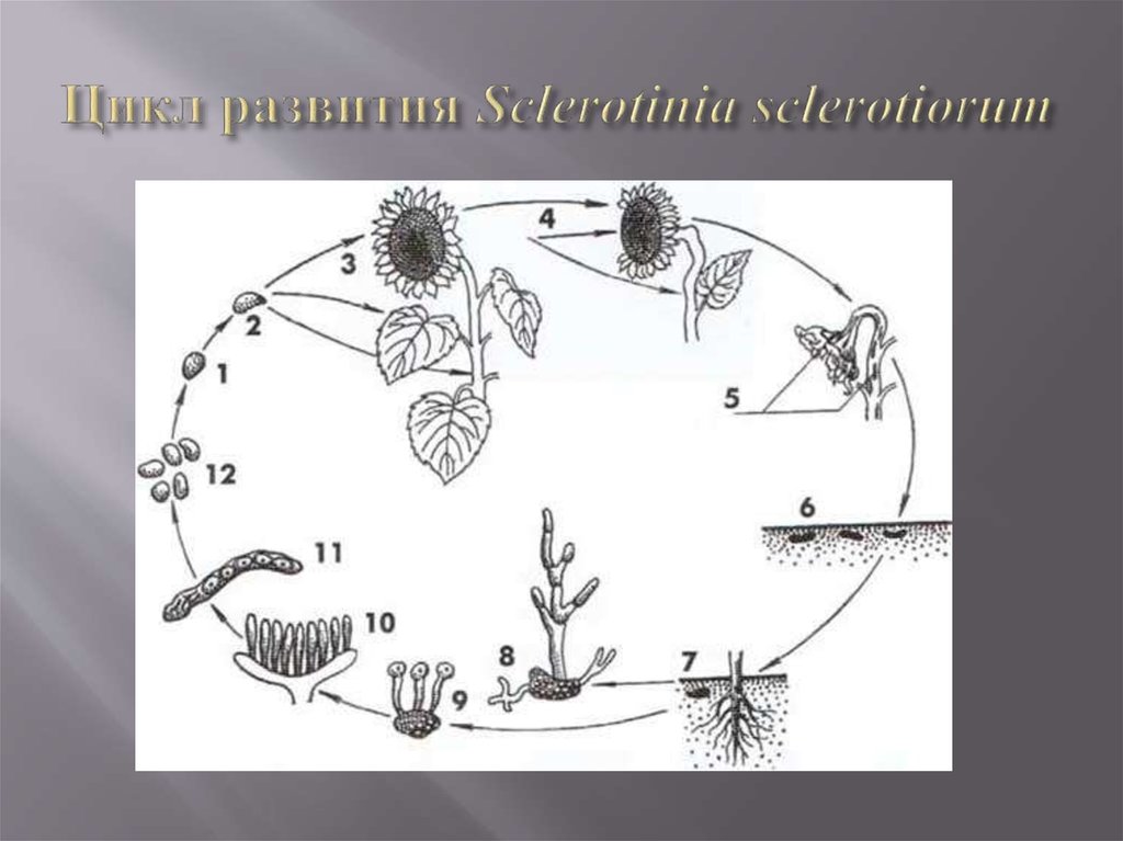 Цикл развития Sclerotinia sclerotiorum
