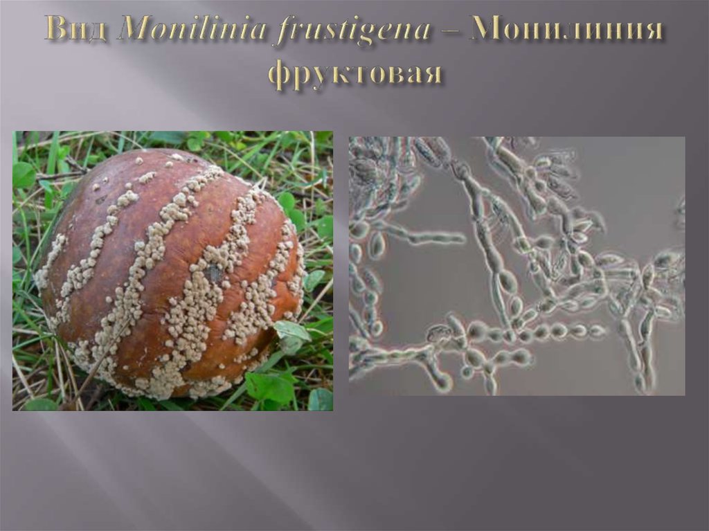 Вид Monilinia frustigena – Монилиния фруктовая