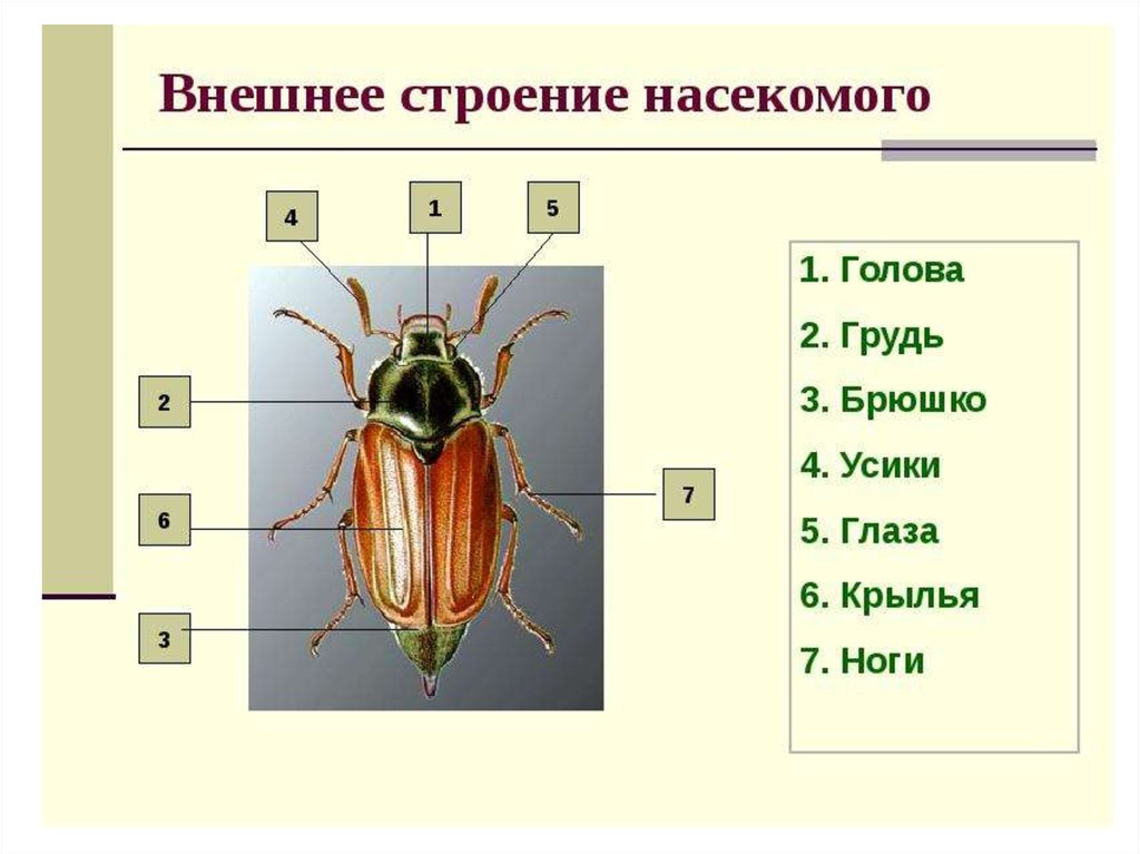 Схема строения насекомых