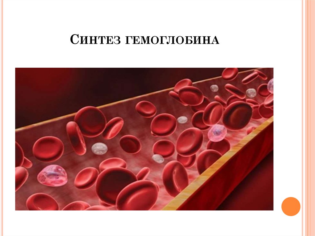 Синтез гемоглобина
