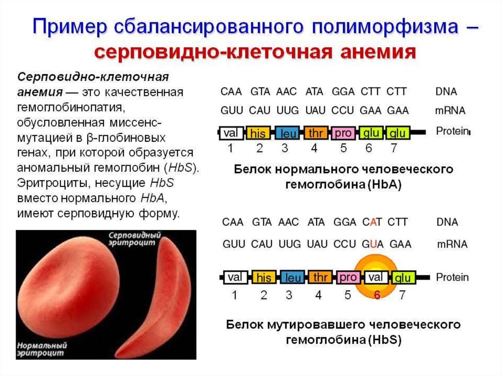 Серповидноклеточная анемия формы