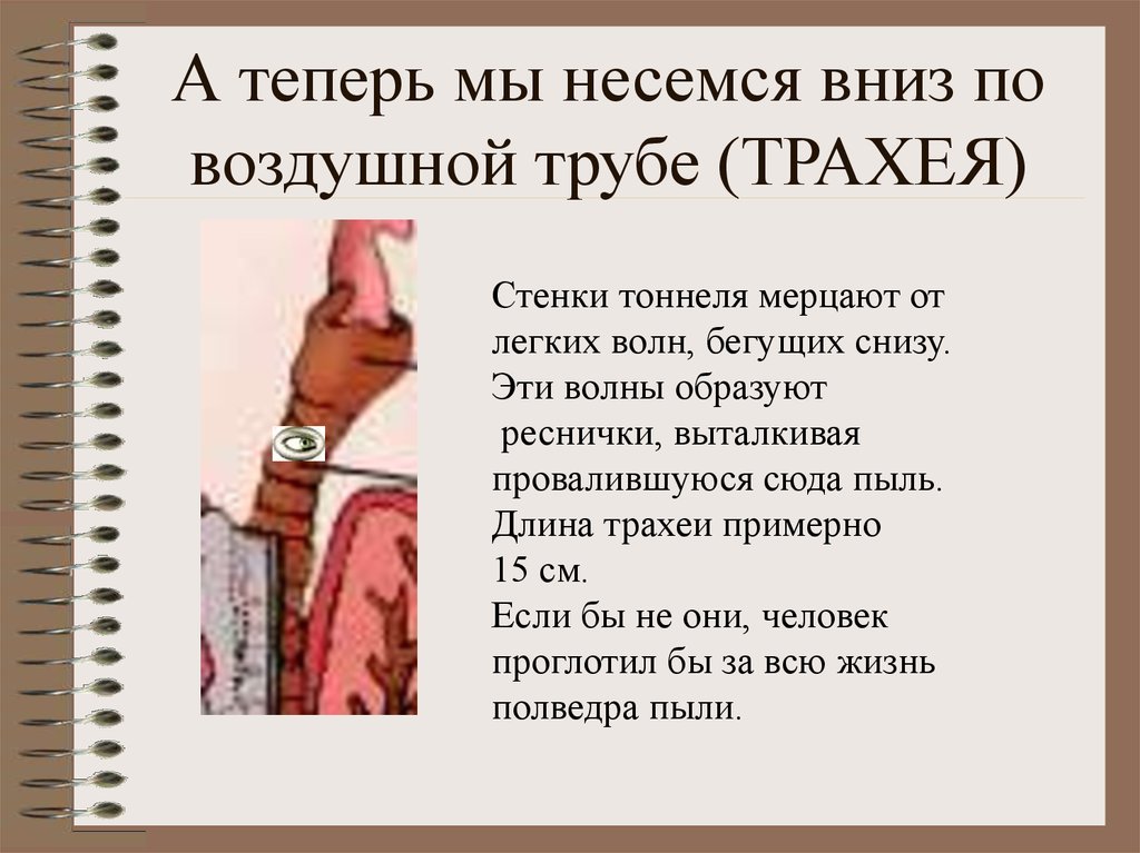 А теперь мы несемся вниз по воздушной трубе (ТРАХЕЯ)