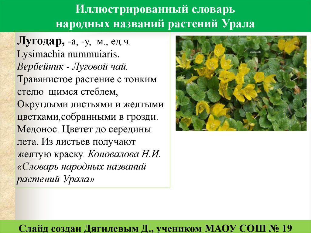 Какое растение программа. Растения с желтыми цветами и жестким стеблем. Вербейник обыкновенный формула цветка. Семя вербейника обыкновенного описание. Народное название кистевик.