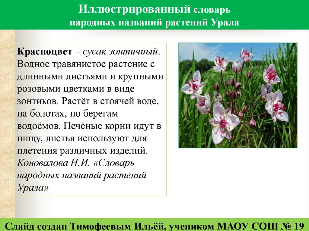 Народное название цветов