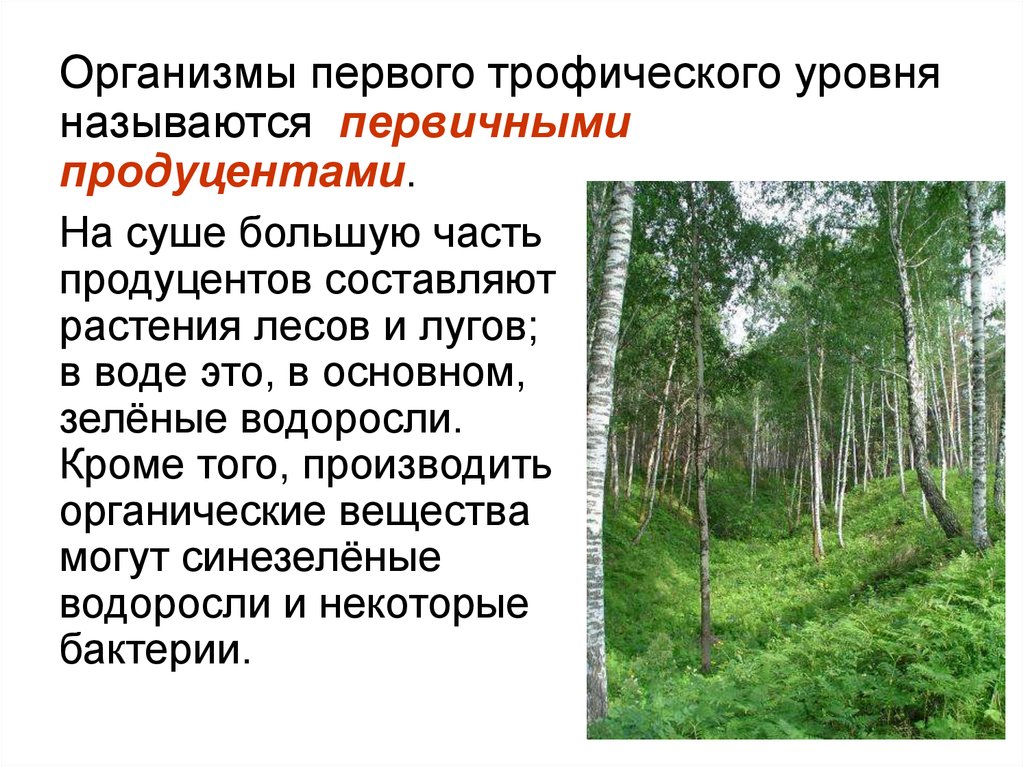 Продуценты лиственного леса