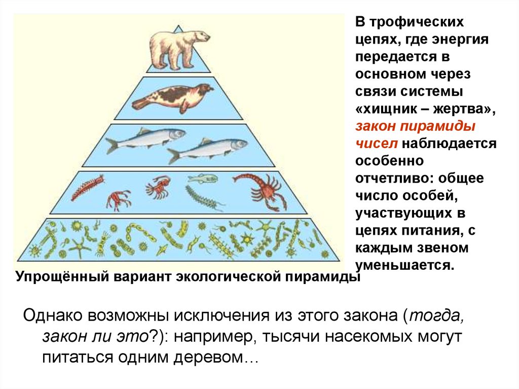 В чем сущность правила экологической пирамиды