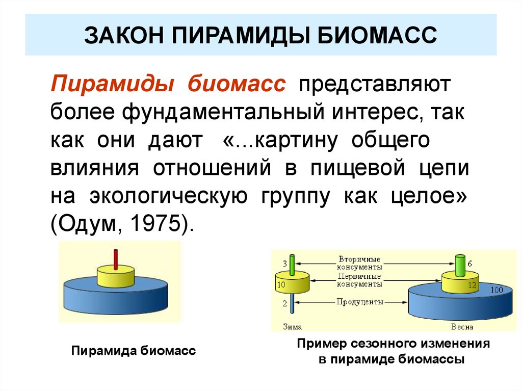 Представлено более. Пирамида законов. Закон биомассы. Сезонные изменения в пирамидах биомассы. Пирамида биомассы закон л.