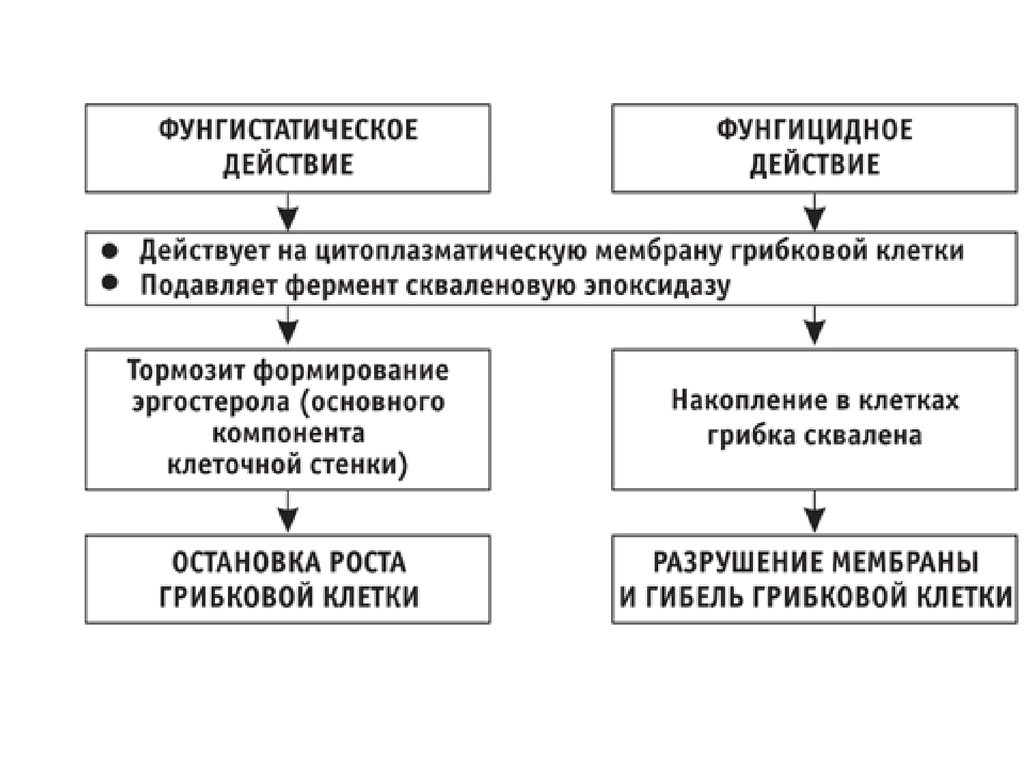 Действие это. Механизм действия полиеновых противогрибковых средств. Фунгицидное действие это. Механизм действия фунгицидных препаратов. Механизм действия противогрибковых препаратов.